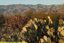 prickly pears and mountains